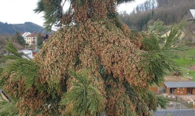 Sequoiadendron giganteum - sekvojovec obrovský - v koruně stromu 06